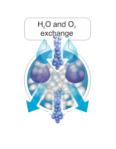 h2o exchange.png